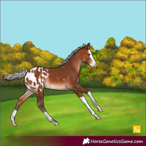 Horse Color:Silver Brown Splash Appaloosa 