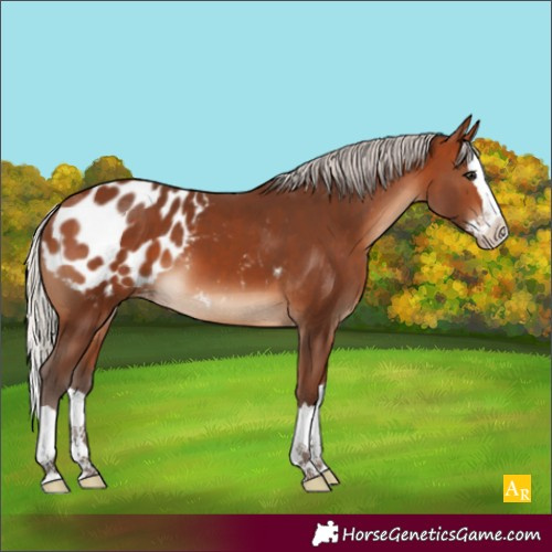 Horse Color:Silver Brown Splash Blanket