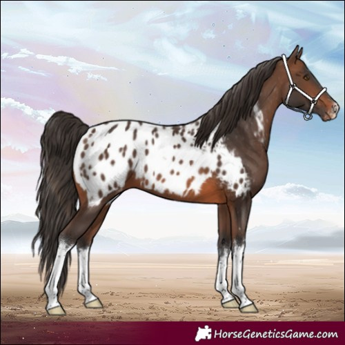 Horse Color:White Spotted Brown Blanket