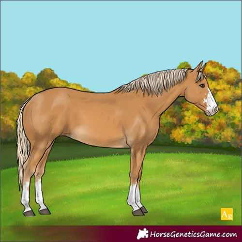 Horse Color:Palomino