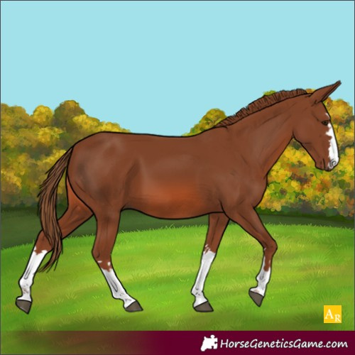 Horse Color:Chestnut 