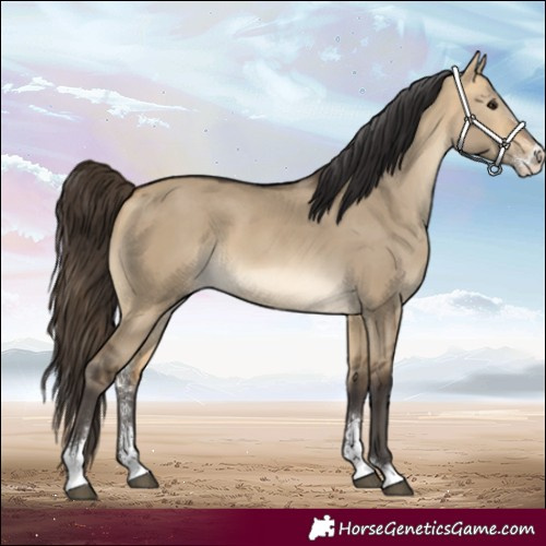 Horse Color:Buckskin Dun Sabino 