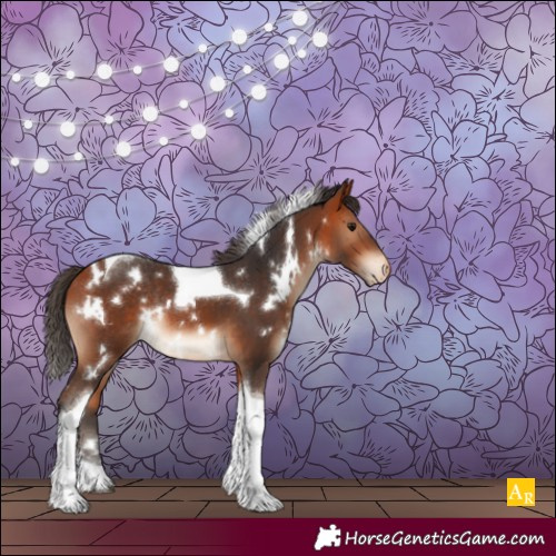 Horse Color:White Spotted Bay Tobiano Appaloosa Rabicano 