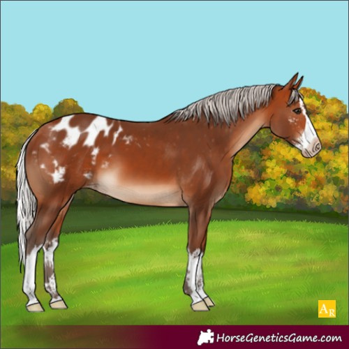 Horse Color:Silver Bay Sabino Splash Blanket