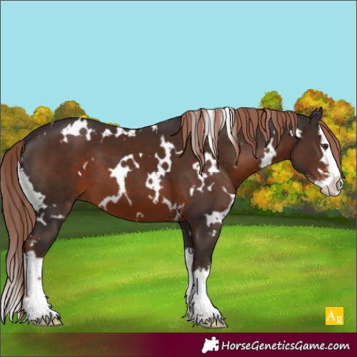 Horse Color:White Spotted Liver Chestnut Sabino Splash 