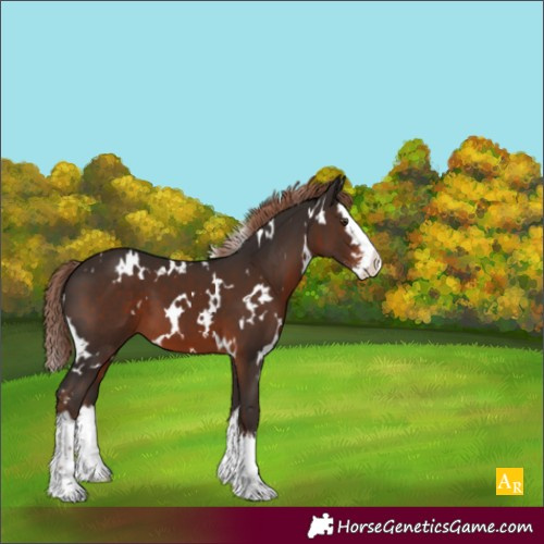 Horse Color:White Spotted Liver Chestnut Sabino Splash 
