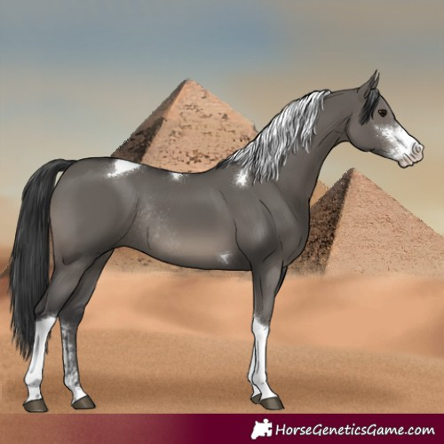 Horse Color:Grullo Sabino Tobiano Rabicano 