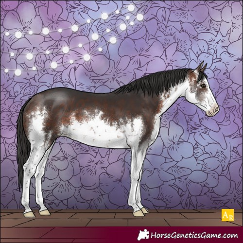 Horse Color:White Spotted Brown 