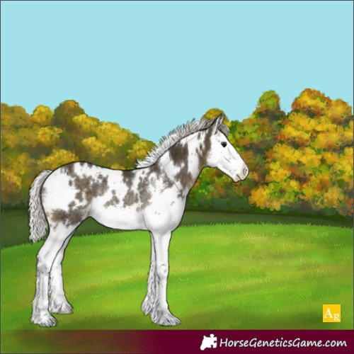 Horse Color:White Spotted Silver Buckskin Sabino Splash Appaloosa Rabicano 