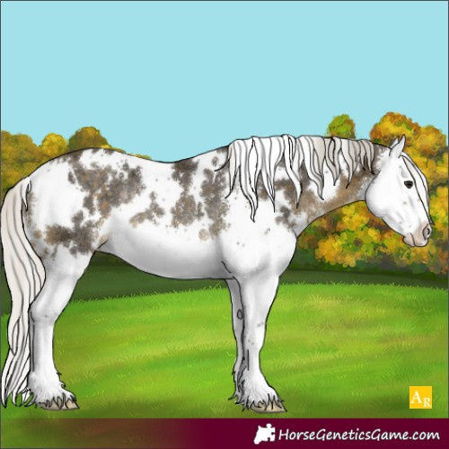 Horse Color:White Spotted Silver Buckskin Sabino Splash Appaloosa Rabicano 