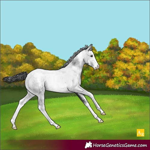 Horse Color:Brown Sabino Rabicano