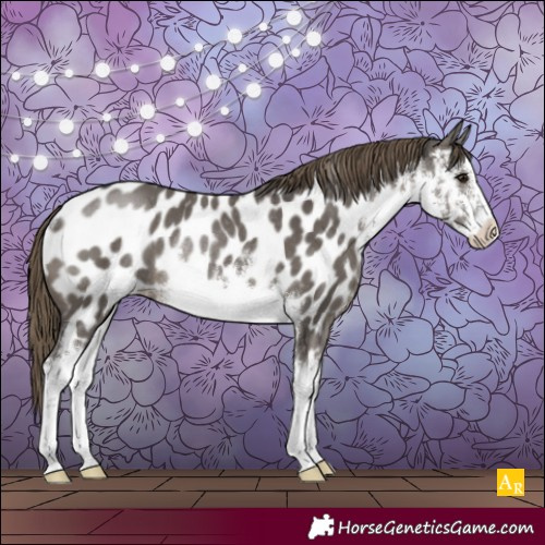 Horse Color:White Spotted Smoky Grullo Appaloosa Rabicano 