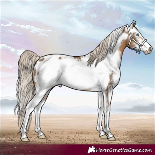 Horse Color:Chocolate Palomino Sabino Frame Appaloosa 