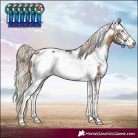 Horse Color:Chocolate Palomino Sabino Frame Blanket 