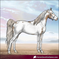 Horse Color:Chocolate Palomino Sabino Frame Appaloosa 