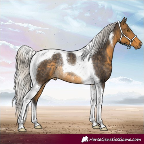 Horse Color:Silver Buckskin Tobiano Rabicano