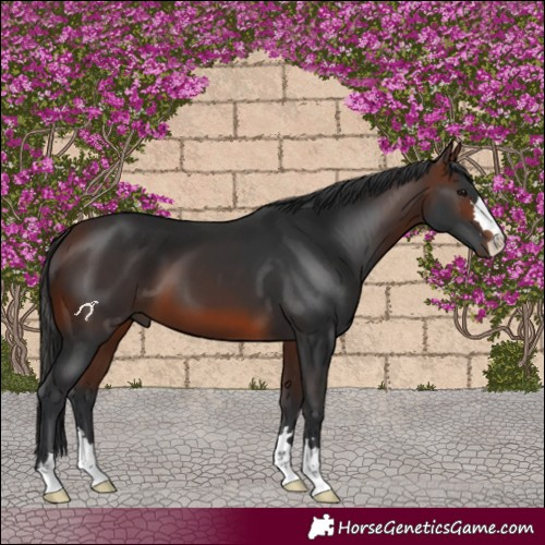 Horse Color:Brown 