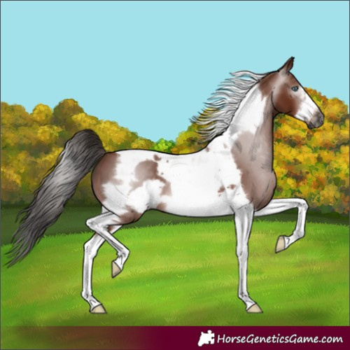 Horse Color:Gray Bay Tobiano Frame 