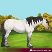 Horse Color:Bay Ice Roan Dun