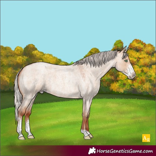 Horse Color:Silver Sable Champagne Roan Dun Sabino