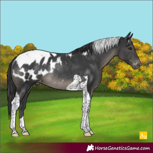 Horse Color:Black Tobiano Blanket Rabicano