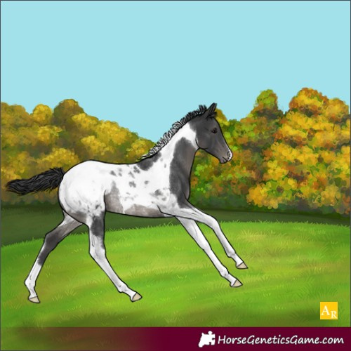 Horse Color:Black Tobiano Appaloosa Rabicano 