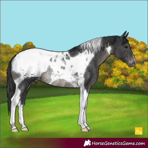 Horse Color:Black Tobiano Snowcap Rabicano 