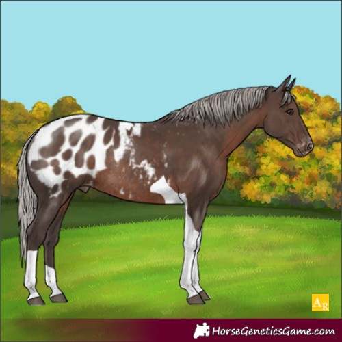 Horse Color:Silver Black Tobiano Appaloosa Rabicano 
