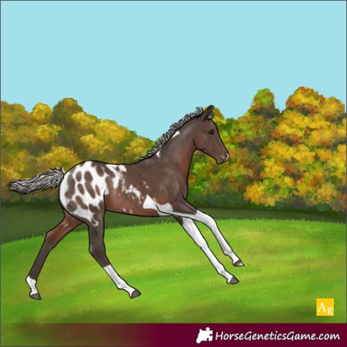 Horse Color:Silver Black Tobiano Appaloosa Rabicano 