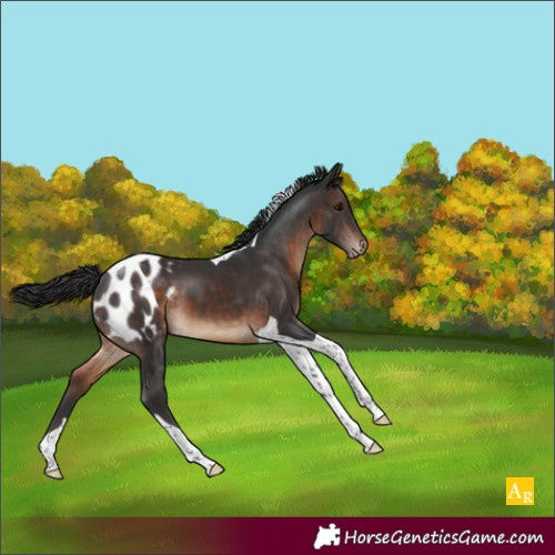 Horse Color:Brown Tobiano Appaloosa 