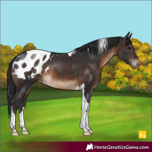 Horse Color:Brown Tobiano Appaloosa