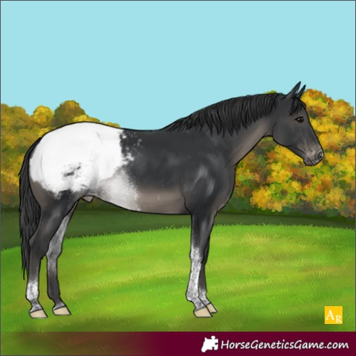 Horse Color:Black Sabino Tobiano Appaloosa 