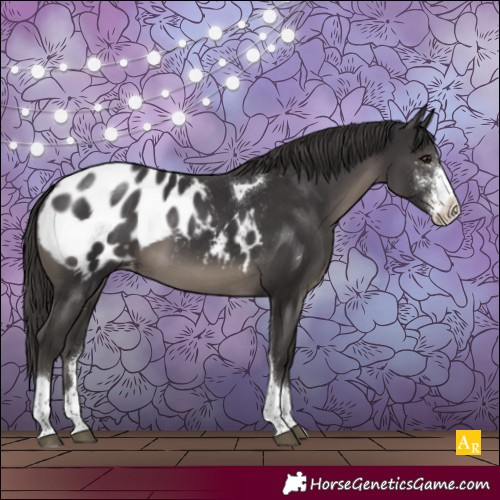 Horse Color:Smoky Black Sabino Tobiano Appaloosa 