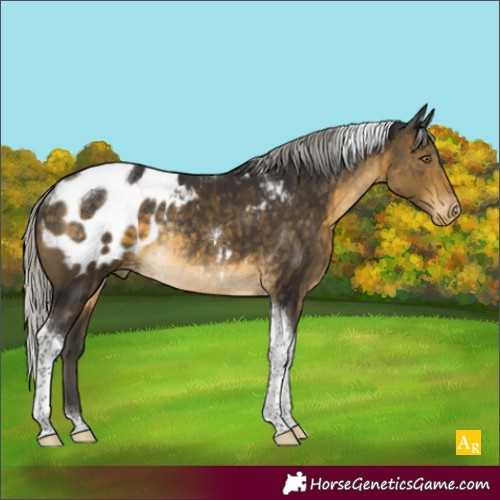 Horse Color:Silver Buckskin Tobiano Blanket Rabicano 