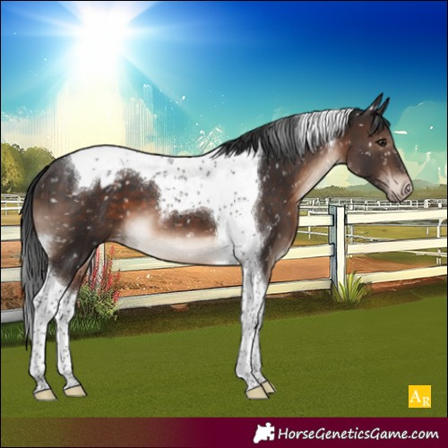 Horse Color:Brown Mushroom Tobiano Appaloosa 