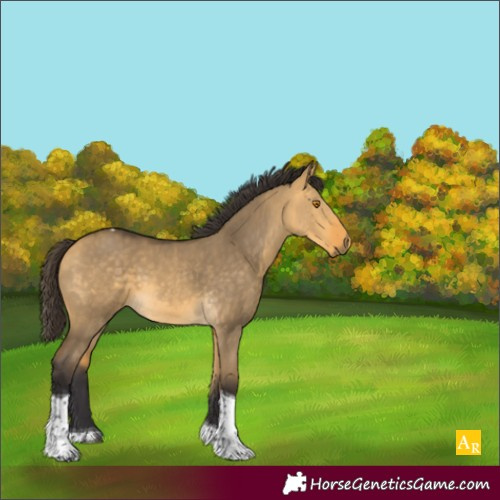 Horse Color:Buckskin Dun Tobiano 
