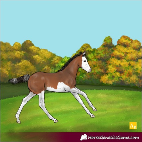 Horse Color:Bay Splash
