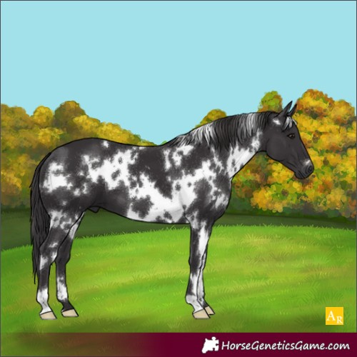 Horse Color:White Spotted Smoky Black