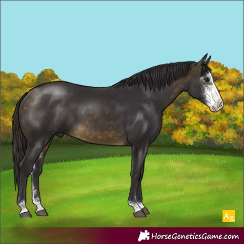 Horse Color:Buckskin Sabino 