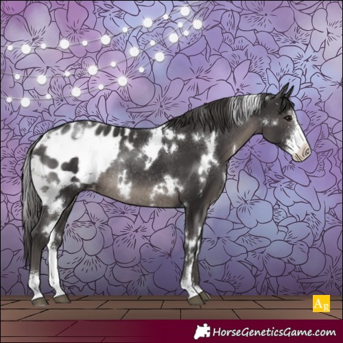 Horse Color:White Spotted Smoky Black Sabino Appaloosa Rabicano