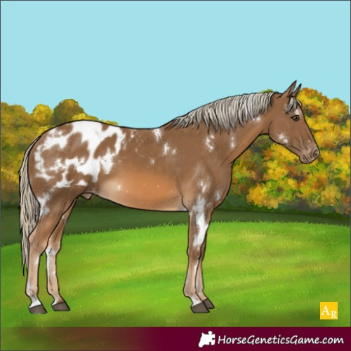 Horse Color:White Spotted Chocolate Palomino Appaloosa 