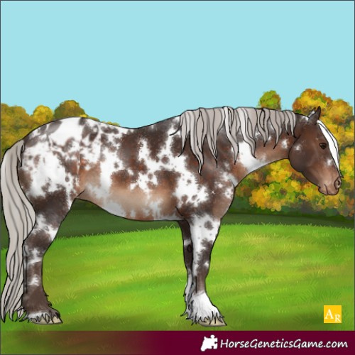Horse Color:White Spotted Silver Brown Appaloosa