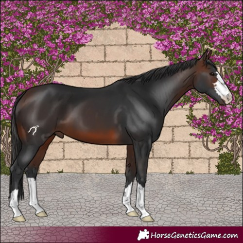 Horse Color:Brown 