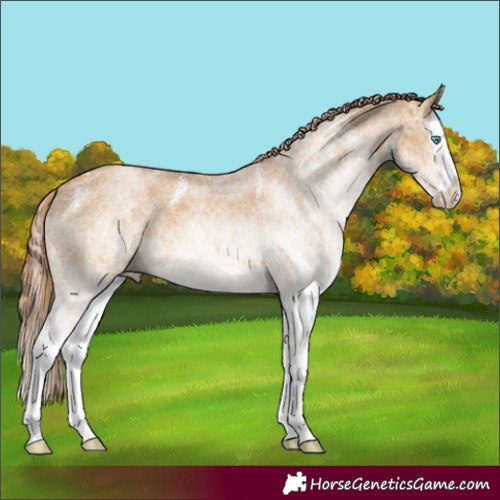 Horse Color:White Spotted Red Dun Splash
