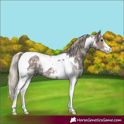 Horse Color:Silver Black Sabino Tobiano 