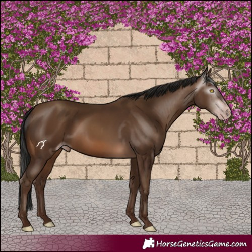 Horse Color:Gray Sable Champagne 