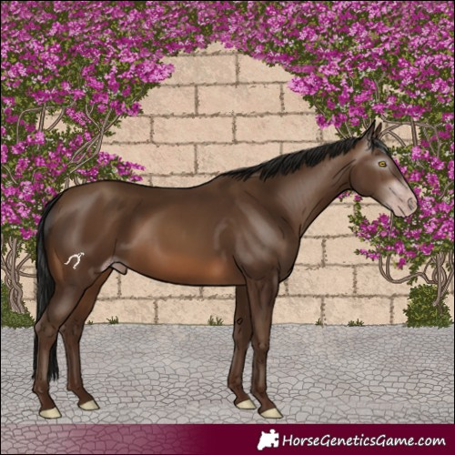 Horse Color:Gray Sable Champagne 
