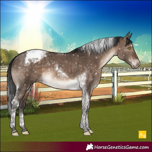 Horse Color:Brown Dun Tobiano Appaloosa Brindle 