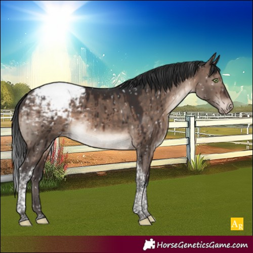 Horse Color:Brown Dun Mushroom Tobiano Appaloosa Brindle 