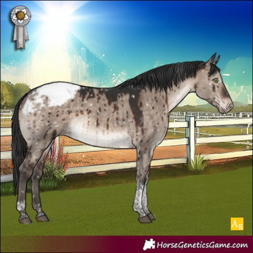 Horse Color:Brown Dun Mushroom Tobiano Appaloosa Brindle 
